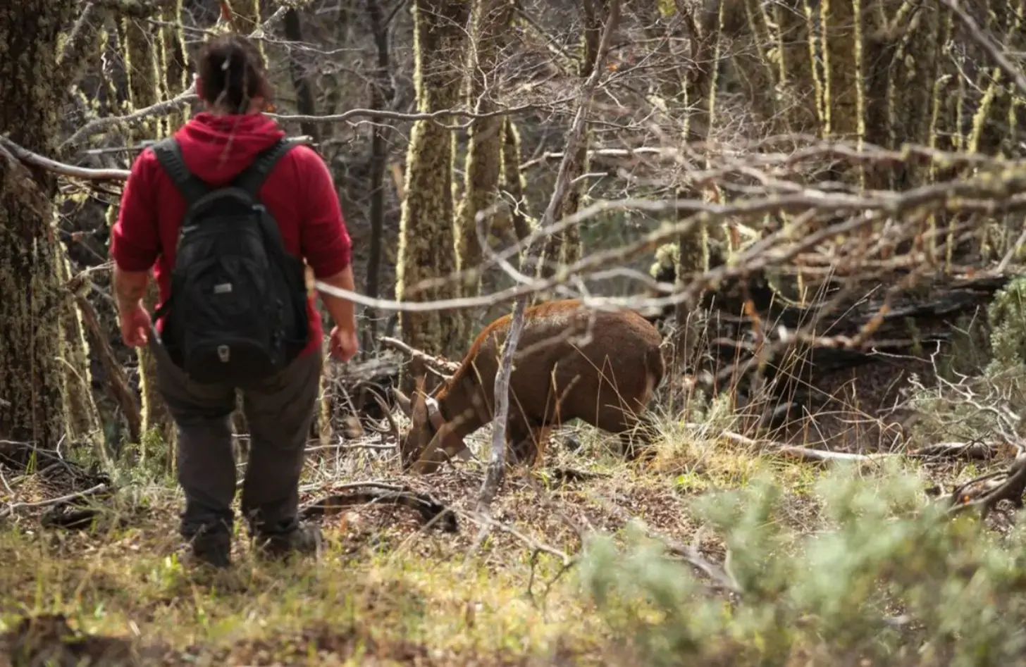 A person in a red jacket and black backpack walks on a forest trail approaching a deer. The surrounding woodland shows bare branches with moss-covered trees and fallen logs.