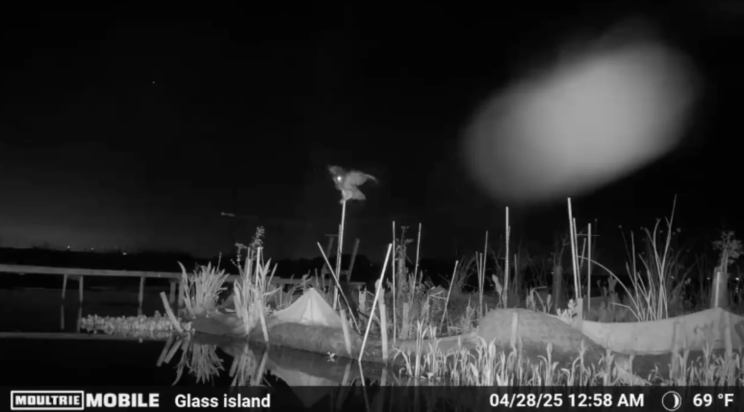 Infrared night vision footage from Glass Island dated 04/28/25 at 12:58 AM showing a bird perched on a tall reed or plant stem above water with marsh vegetation visible in the foreground.
