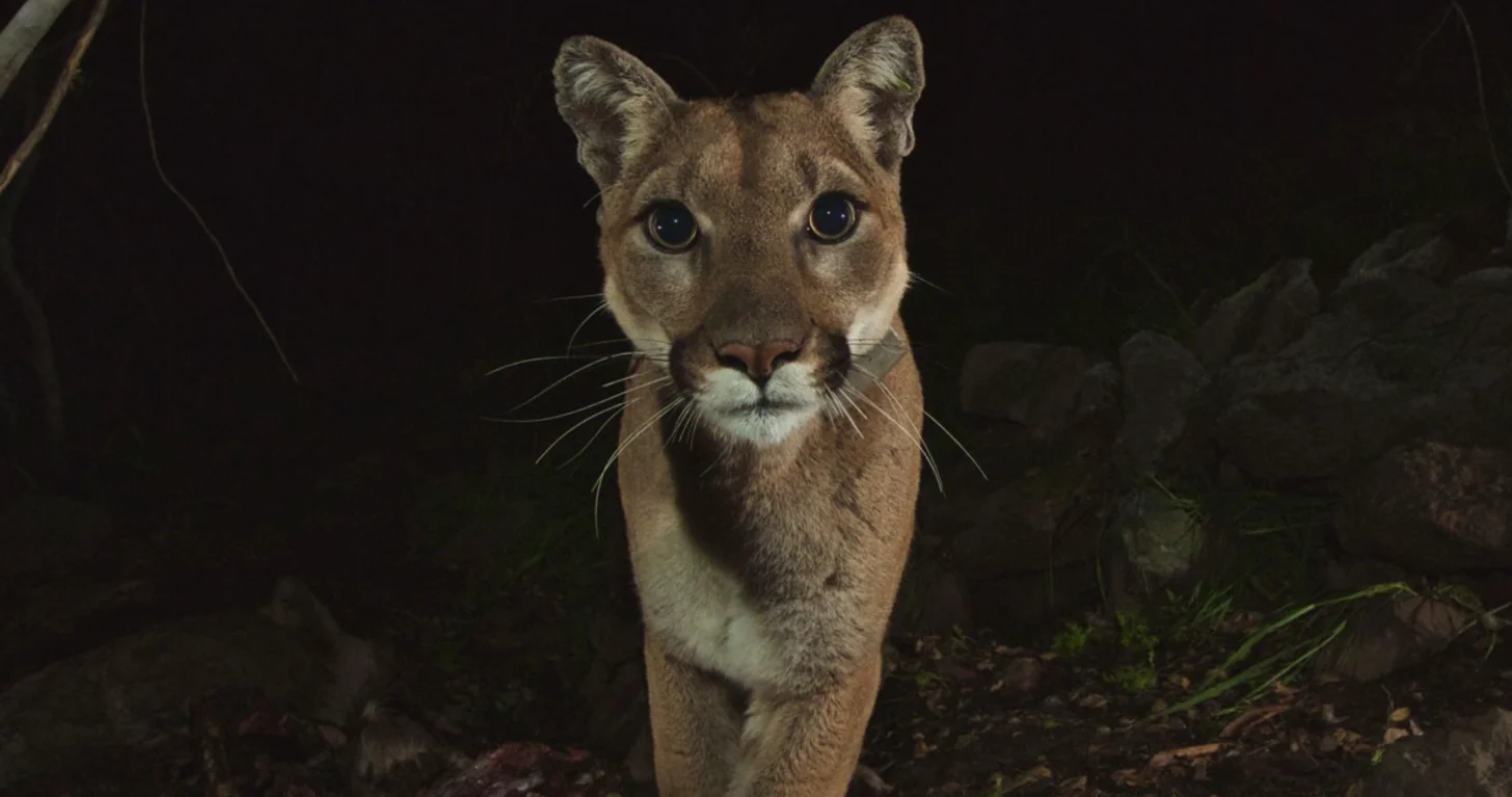 A puma, alarge tan cat with white markings on its face and chest, looks directly at the camera in darkness, with vegetation visible in the background.