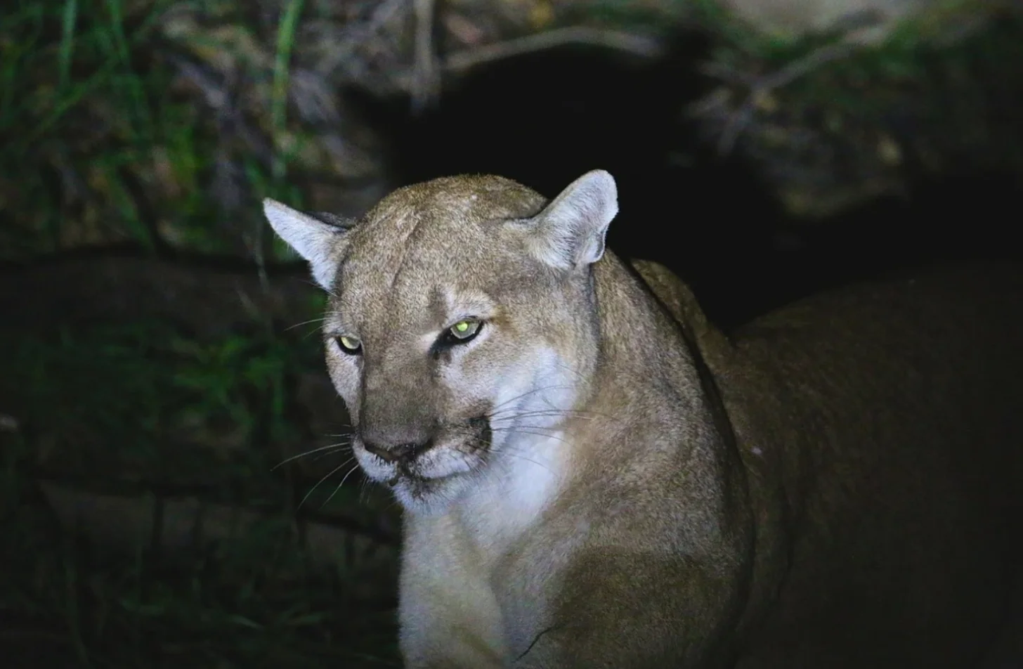 A puma, a large tan and white cat with yellow eyes, looks directly at the camera in front of dark rocky terrain and green vegetation.