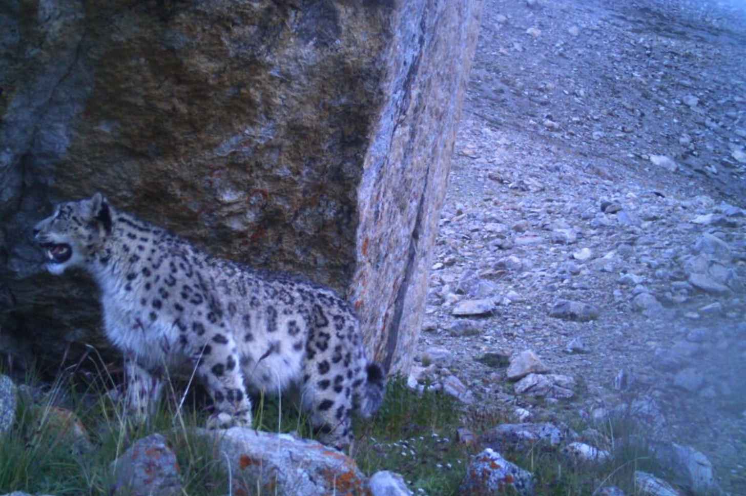 The images are part of a long-term snow leopard and trans-Himalayan rangeland monitoring programme. Courtesy of Forest & Environment Department, Sikkim, and WWF-India.
