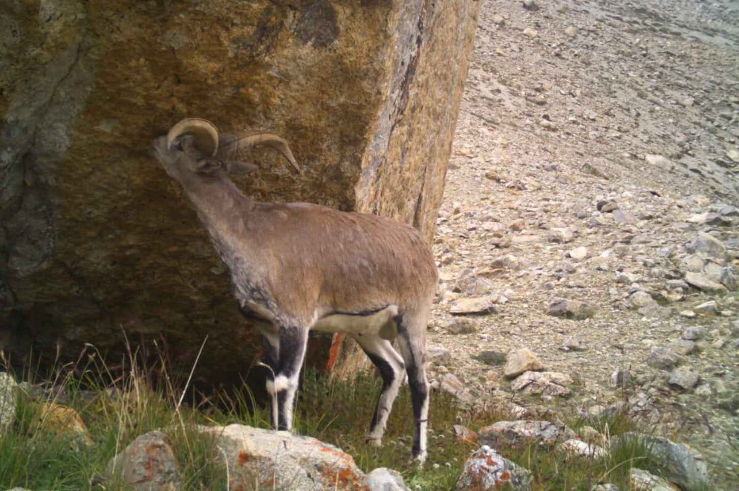 A blue sheep, caught on camera-trap. Courtesy of Forest & Environment Department, Sikkim, and WWF-India.