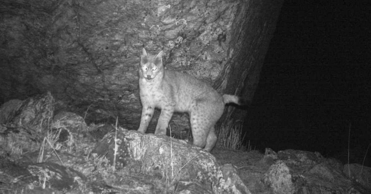 The first confirmed photographic evidence of the Eurasian lynx in Sikkim. Courtesy of Forest & Environment Department, Sikkim, and WWF-India.