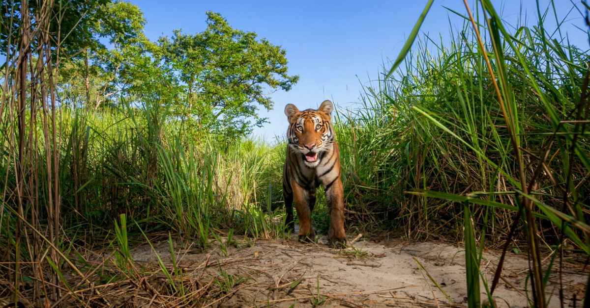 Tigers are territorial and must strike out to find their own territory when they leave their mothers at 18 months-two years of age, adult cats require large home ranges, making safe pathways between protected areas critical for their survival. Steve Winter/Big Cat Voices