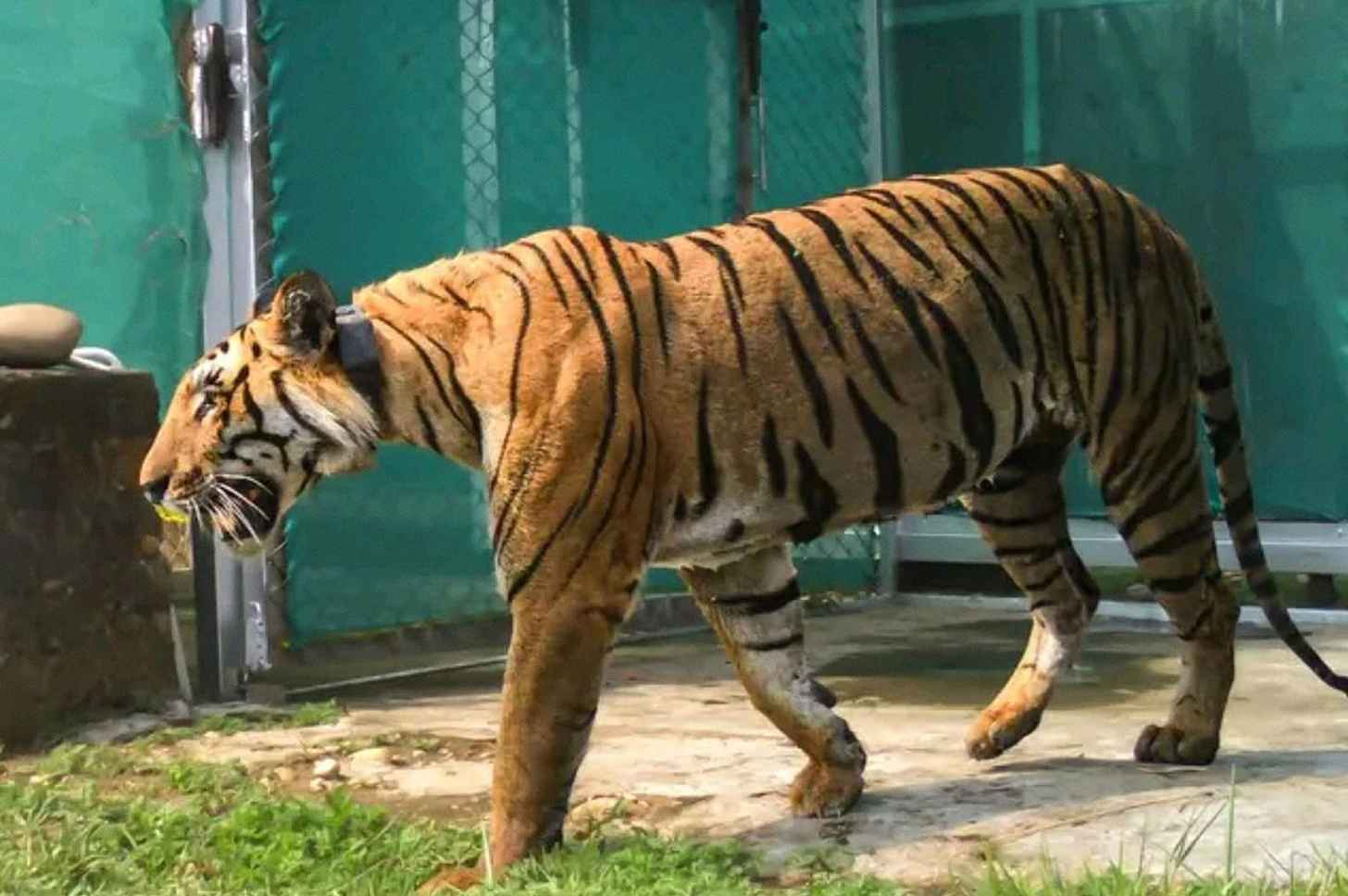 T8, one of five tigers translocated from Corbett Tiger Reserve to Rajaji Tiger Reserve, will hopefully use the Teen Pani underpass. This photo was made before his release into Rajaji in 2025. Courtesy of Rajaji Tiger Reserve.