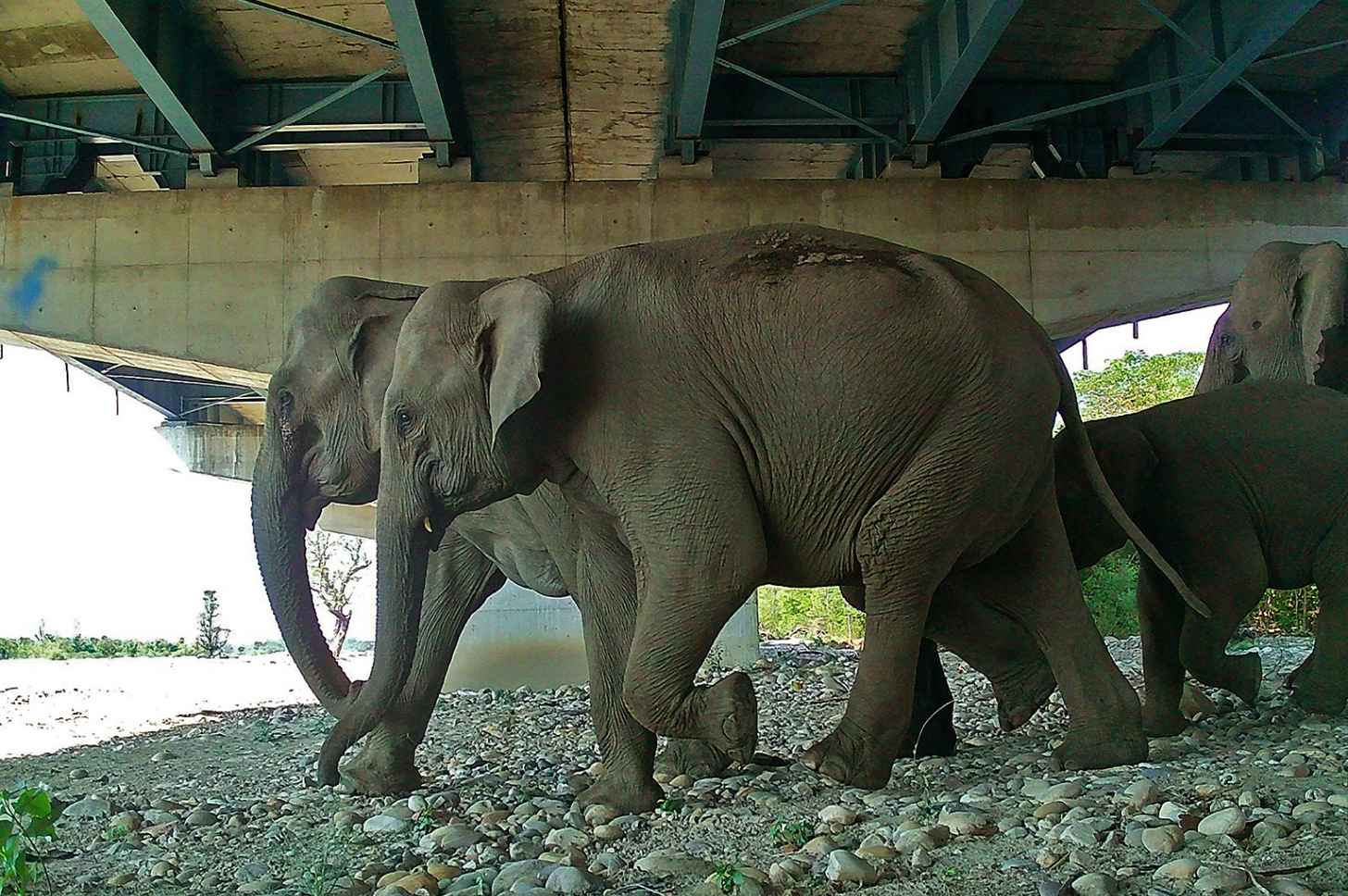 A small elephant herd crosses under the Delhi-Dehradun Expressway at Mohand, Rajaji Tiger Reserve. Courtesy of Wildlife Institute of India.