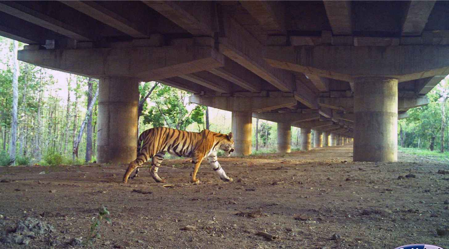 Tigress negotiating an underpass beneath National Highway 44. It’s India’s longest highway. This section runs through Pench Tiger Reserve, which is home to tiger, gaur, Indian pangolin and other threatened species. Courtesy of Wildlife Institute of India.