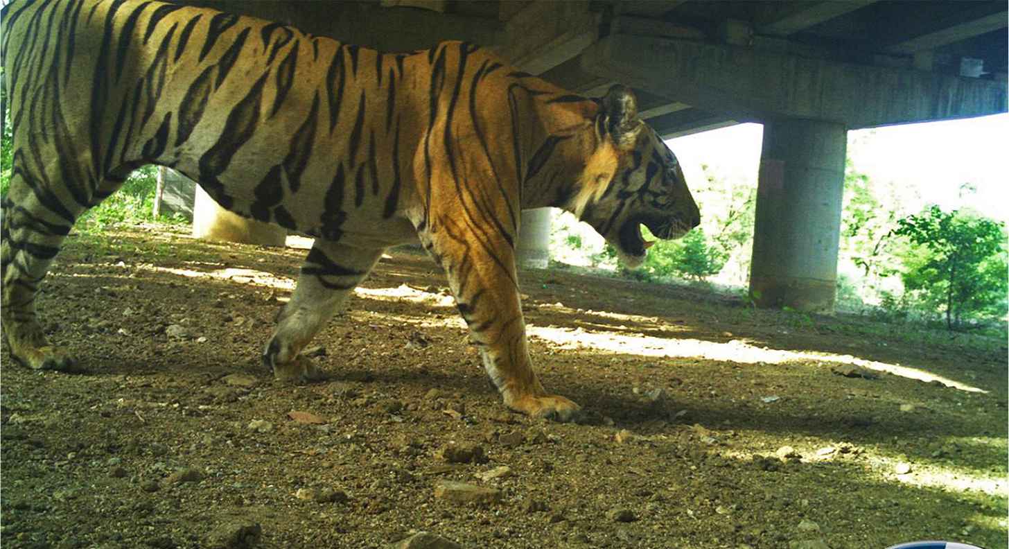 India constructed nine overpasses along National Highway 44 (NH 44), which passes through Pench Tiger Reserve, home to an estimated 77 tigers. These crossings are critical: A Wildlife Conservation Trust study found that “not a single tiger subpopulation in the Central Indian Landscape is genetically viable in the long run by itself.” Courtesy of Wildlife Institute of India.