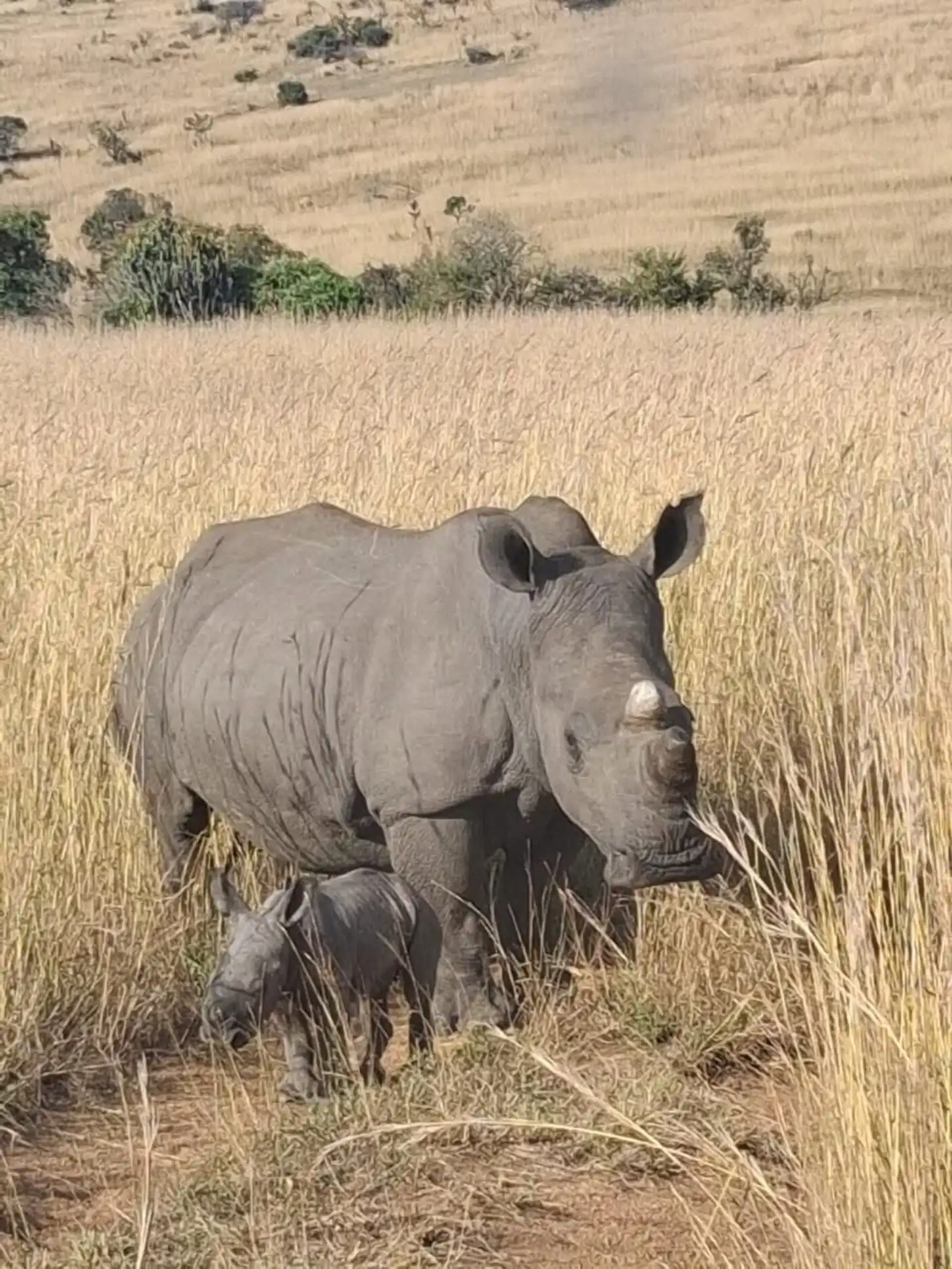 A large gray rhinoceros with its calf stands in a dry, harvested grain field with trees visible in the background.