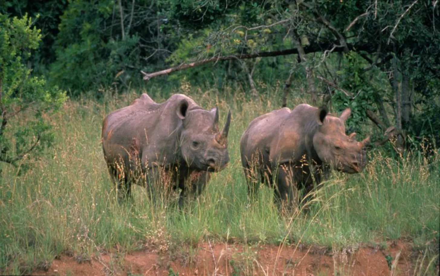Two large gray rhinoceros with horns stand in tall grass with trees and branches in the background.