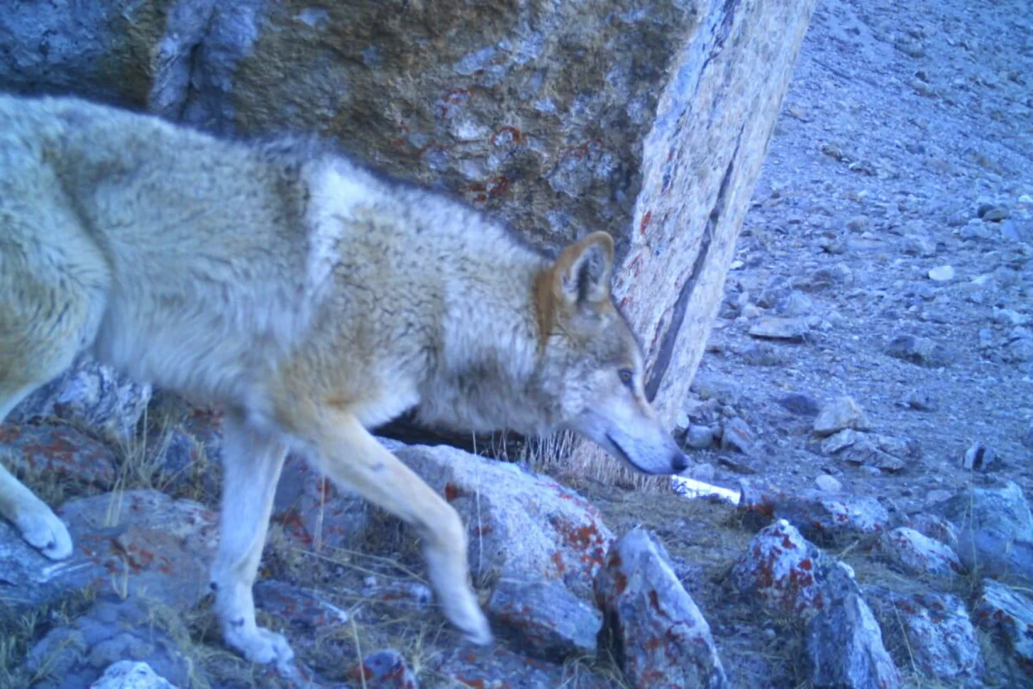 A white and tan Tibetan wolf sniffs the ground near rocky terrain and a concrete wall, with sparse dry grass visible on the dusty ground.