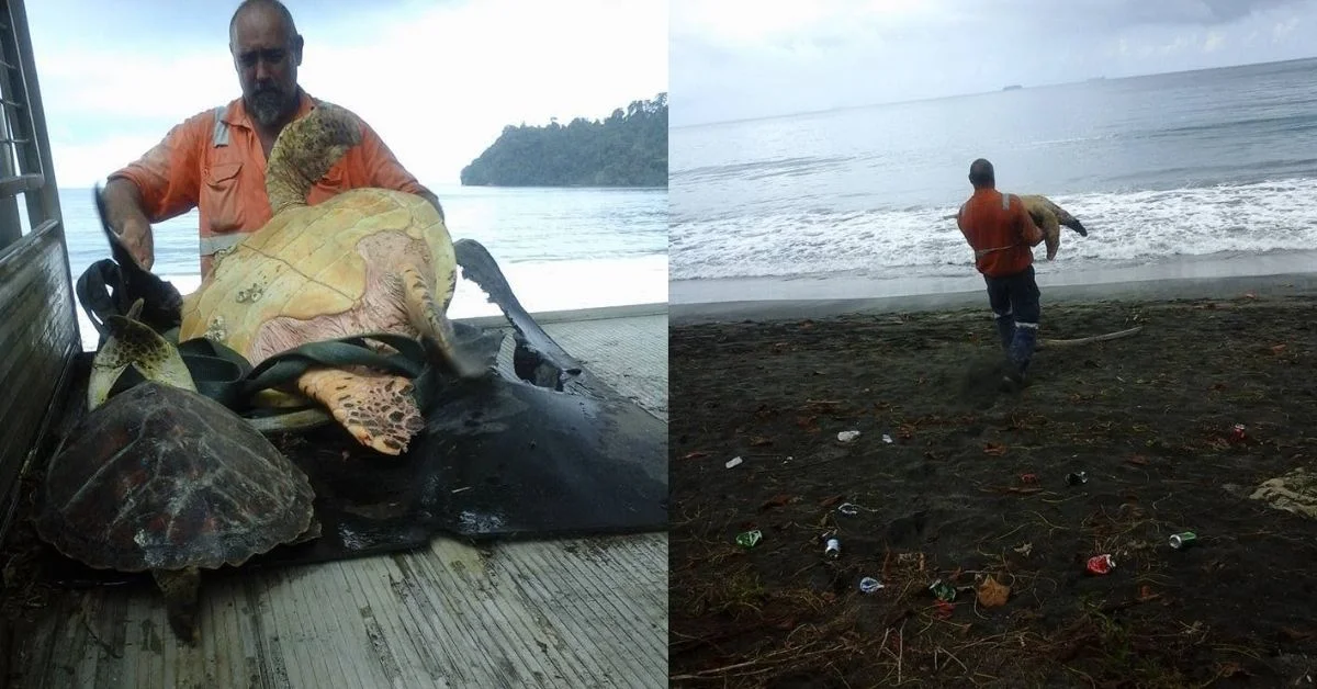 Man in orange shirt holding large sea turtles on the bed of a truck separate image shows person in orange shirt wading in shallow ocean water carrying a turtle, with beach and forested coastline visible.