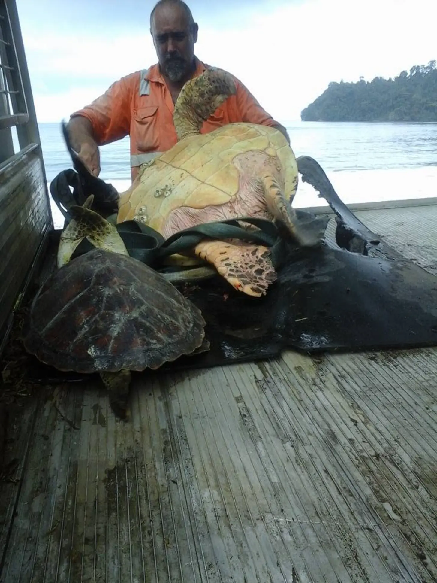 Man in orange shirt holding a sea turtle on the bed of a truck, with calm water and forested coastline visible in the background.