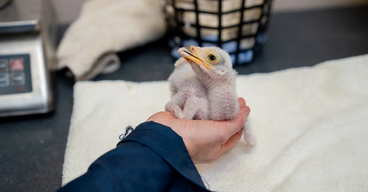 A fluffy gray and white chick with a yellow beak rests in a person's hand wearing a dark blue sleeve. Laboratory equipment and a black basket are visible in the background.
