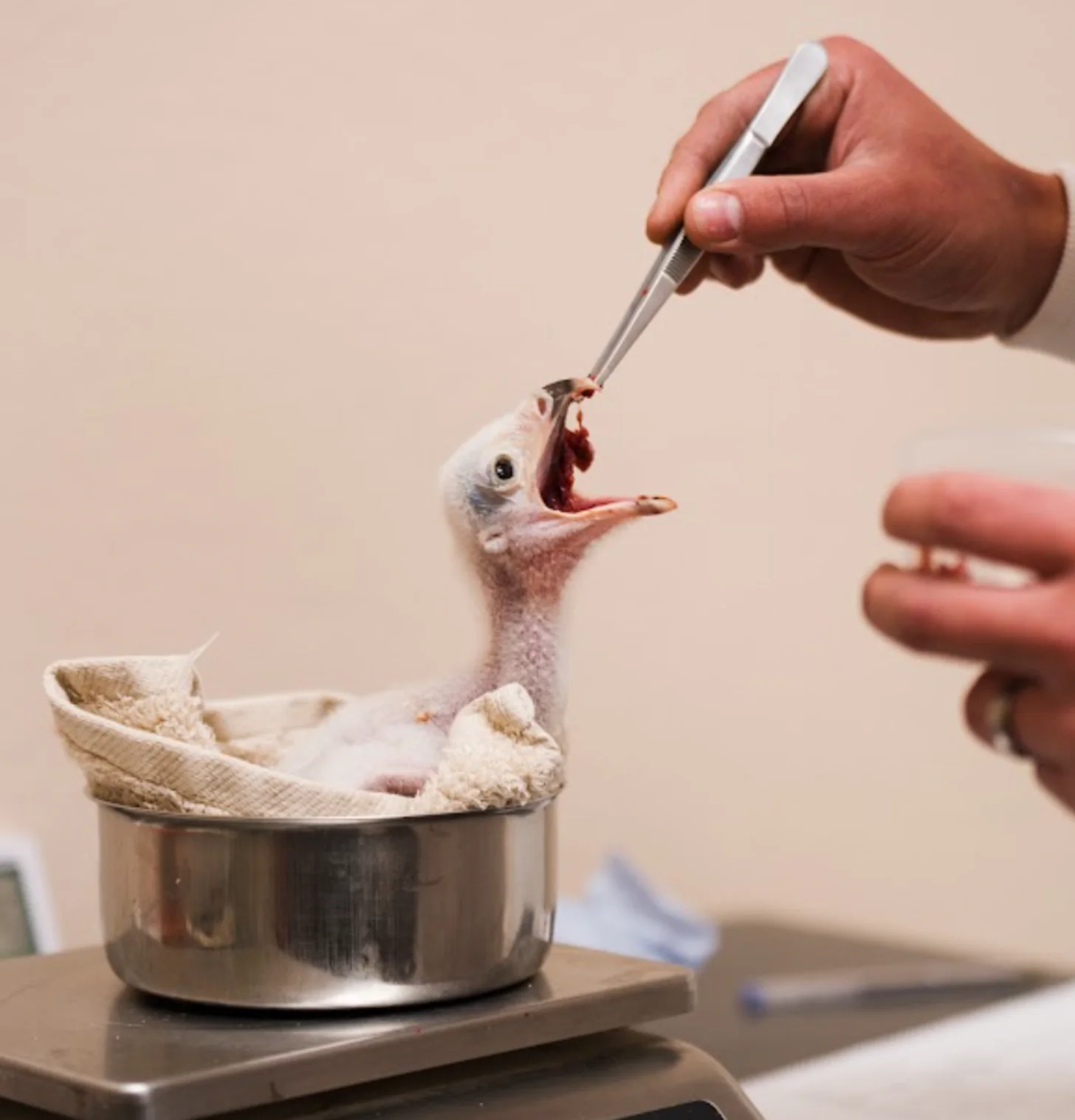 A young bird with white plumage in a metal pot with fabric lining is being fed from a tweezer held by a person's hand.