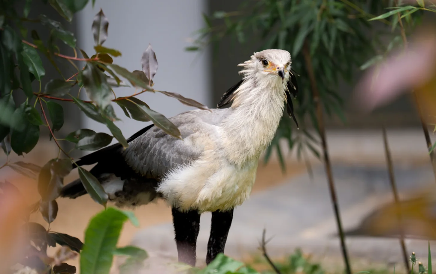 A secretarybird, a white and dark-plumed bird with a distinctive head crest stands among green foliage, reaching toward leafy branches with its beak.