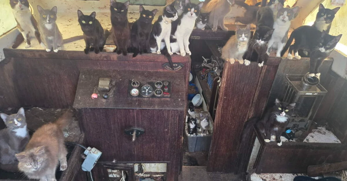 Overhead view of the interior of a boat with wooden compartments containing approximately 20 cats, mostly black and black-and-white, sitting on top of and inside divided wooden structures with visible gauges and controls on the top panel.