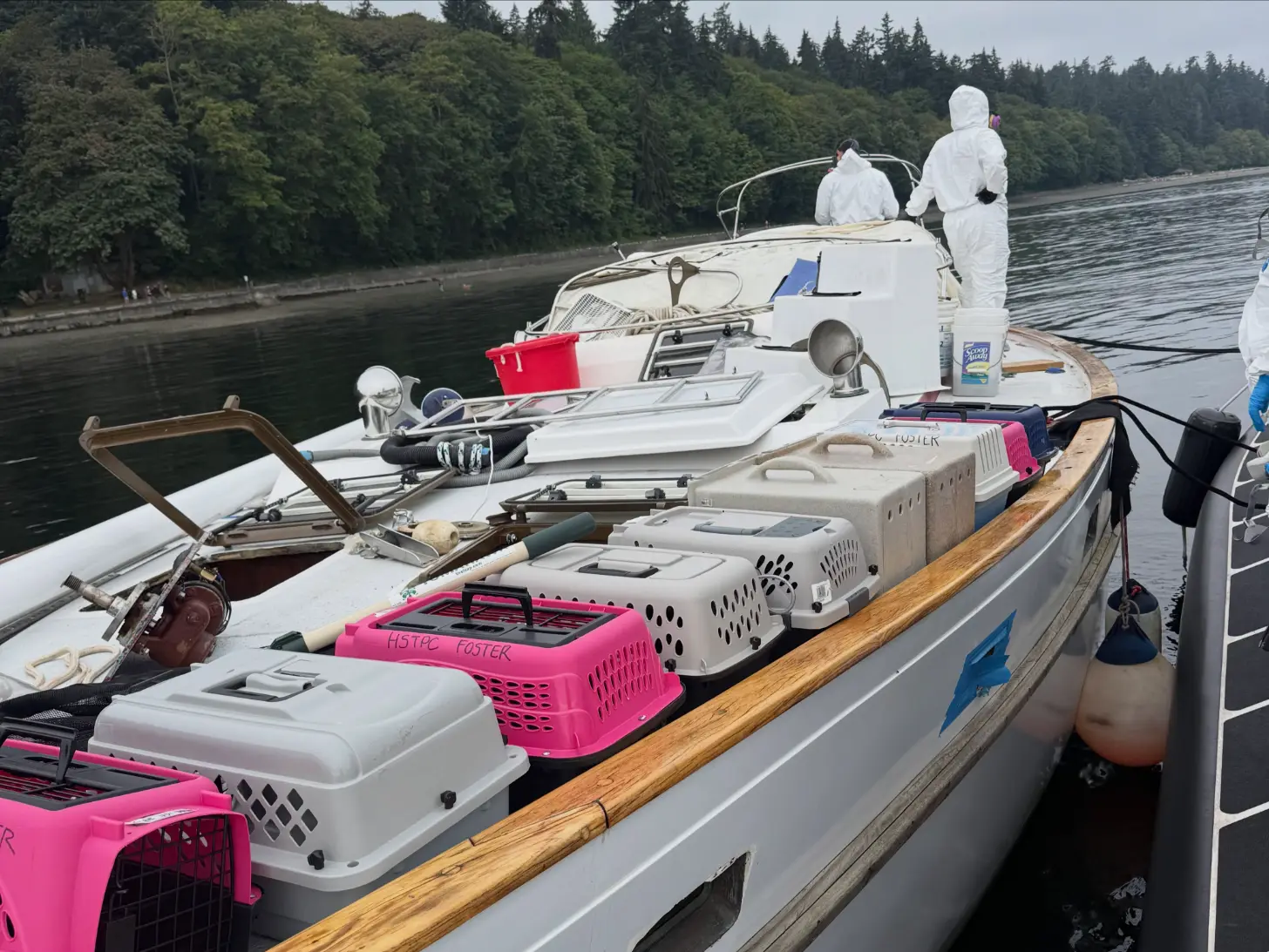 Multiple pet carriers in pink and white are lined up on a boat deck with a wooden rail, alongside fishing equipment and buoys. Two people in white protective suits stand on the boat near the water, with a forested shoreline visible in the background.
