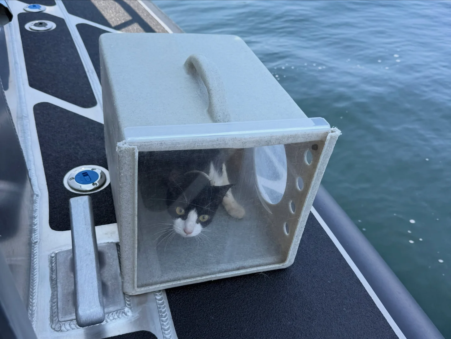 A black and white cat with yellow eyes peers out from inside a plastic carrier placed on the deck of a boat, with calm water visible in the background.