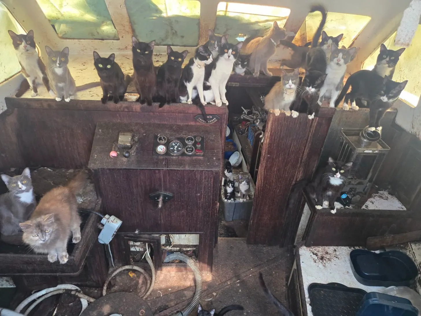 Overhead view of the interior of a boat with wooden compartments containing approximately 20 cats, mostly black and black-and-white, sitting on top of and inside divided wooden structures with visible gauges and controls on the top panel.