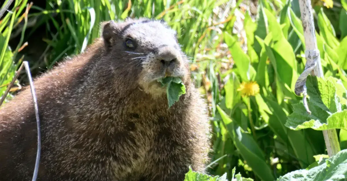 A marmot. A brown rodent with visible whiskers and dark eyes sits among green grass and plant stems, looking toward the camera.