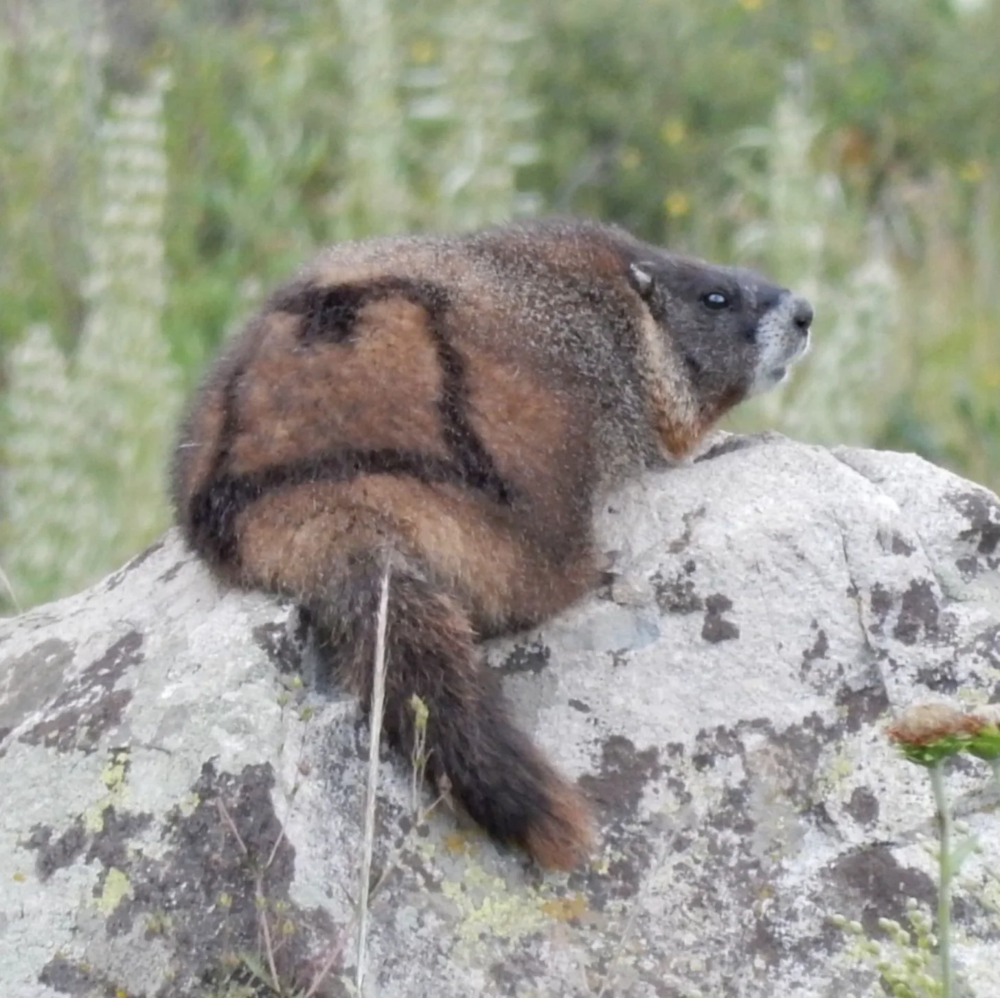 A marmot sits upright on a lichen-covered rock, facing left with its body in profile. Vegetation is blurred in the background.
