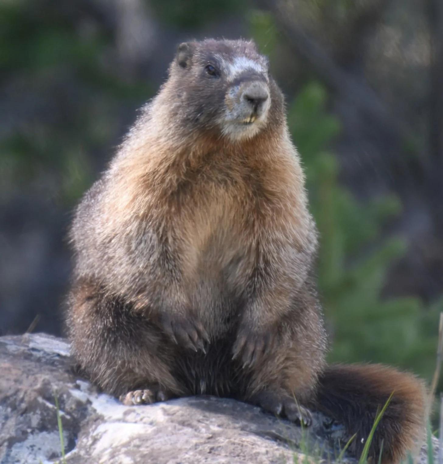 A marmot, a brown and gray rodent with a rounded body, sits upright on a rock, facing the camera with its head tilted slightly upward.