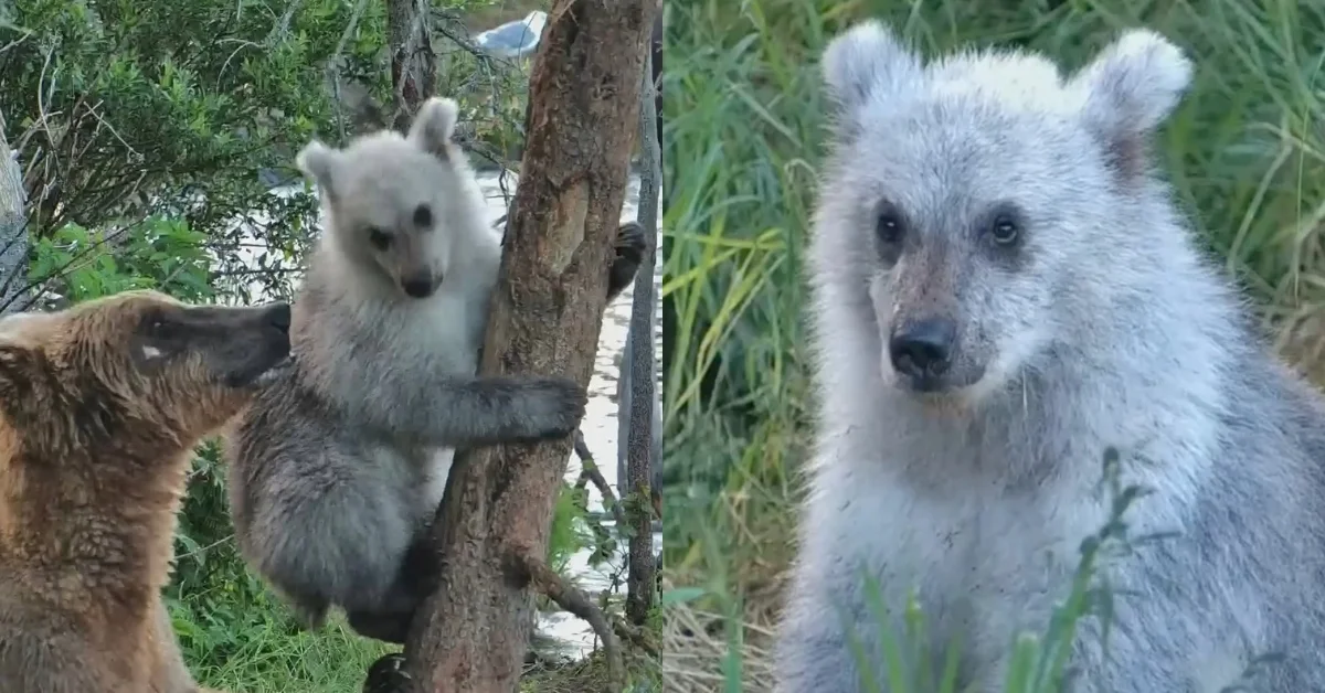 Left: A white and brown bear cub climbs a tree trunk while another brown bear stands below. Right: A white-furred bear with a dark nose faces the camera in front of green grass and vegetation.