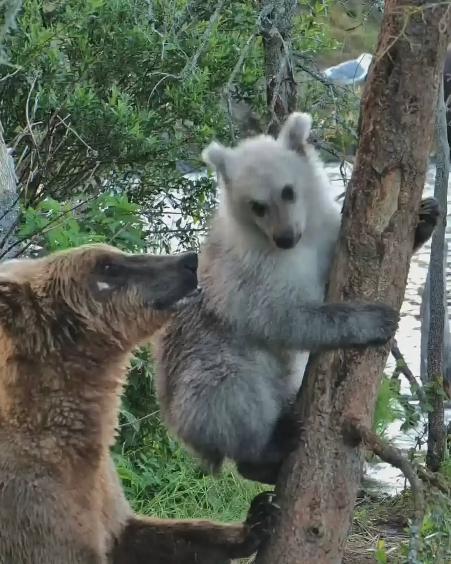 Two bears with thick fur climb on a tree trunk surrounded by green foliage. One animal has white and gray fur, the other brown fur.