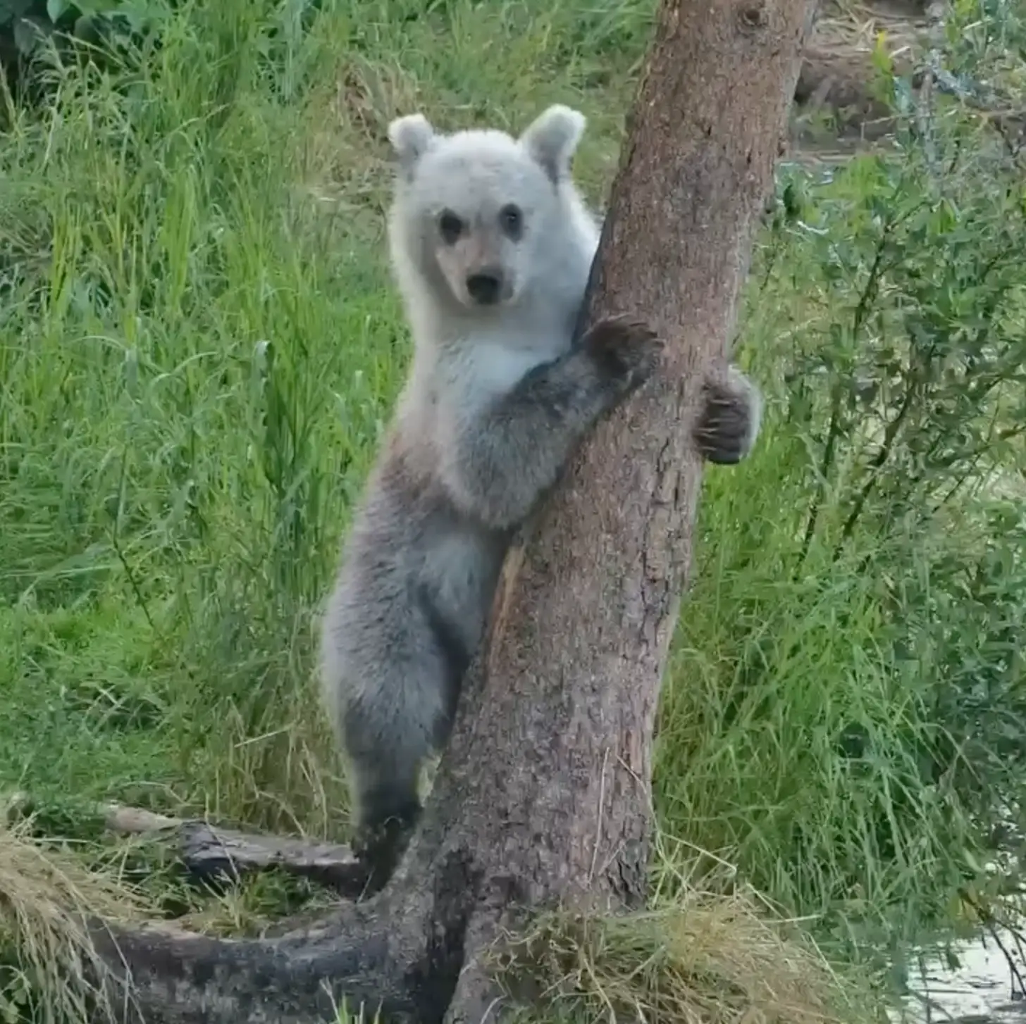 A white bear cub hugs a tree trunk with its front paws while looking toward the camera, surrounded by green grass and vegetation.