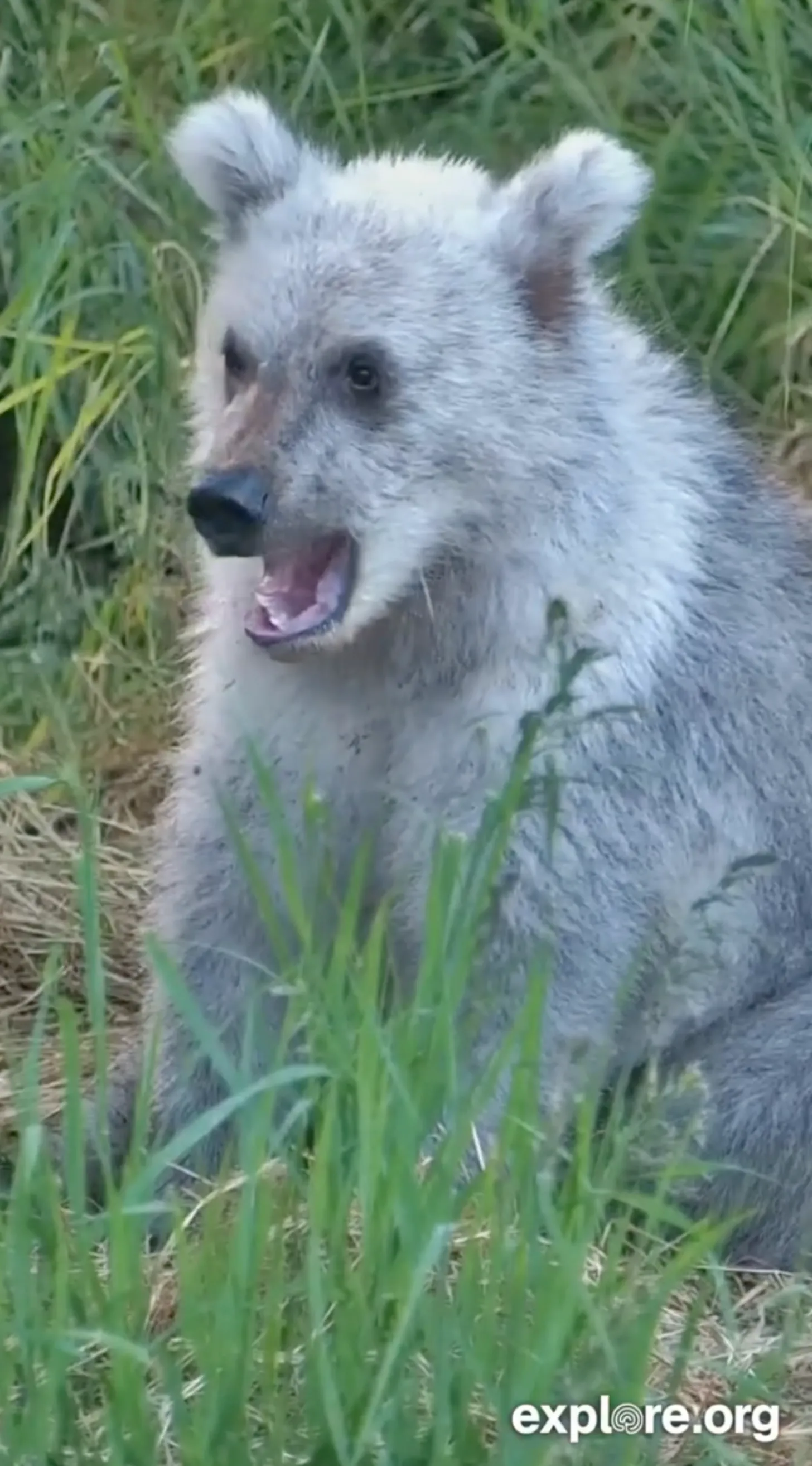 White bear cub standing in tall grass with mouth open, looking toward the camera.