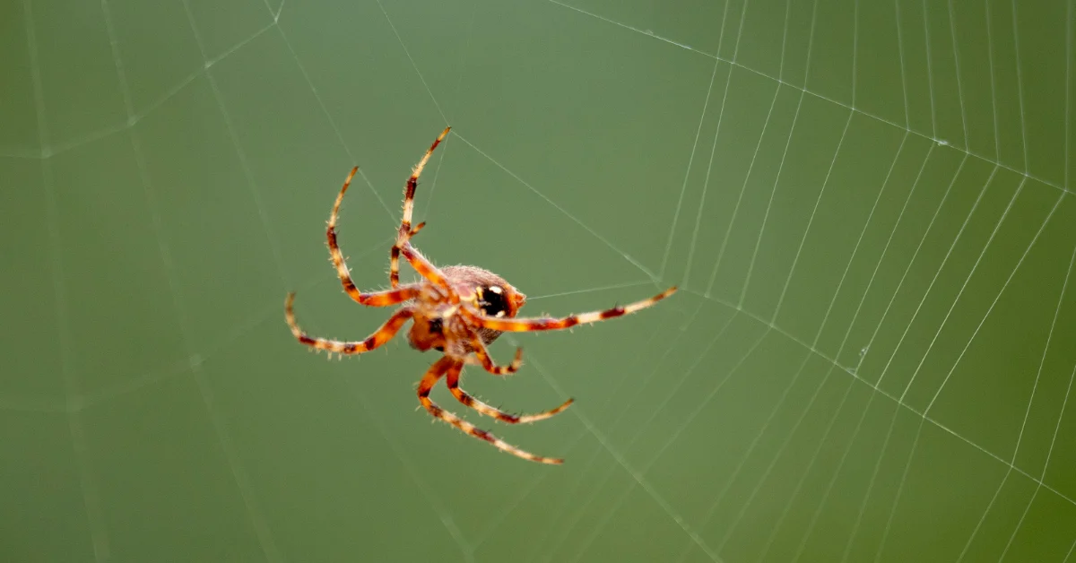Orange and red striped spider on its web against a green background.