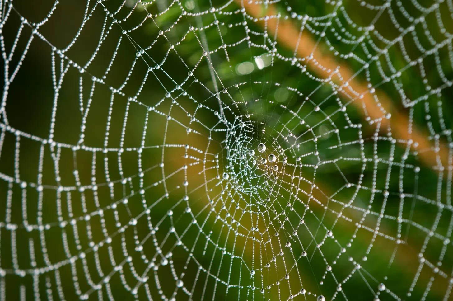 Spider web covered in water droplets, with a small spider visible at the center. Green foliage blurred in background.