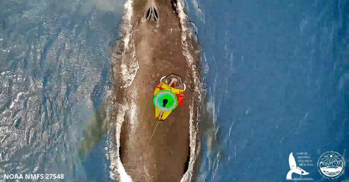 Aerial view of a large whale surfacing in ocean water, with a drone hovering over the humpback. NOAA NMFS 27548.