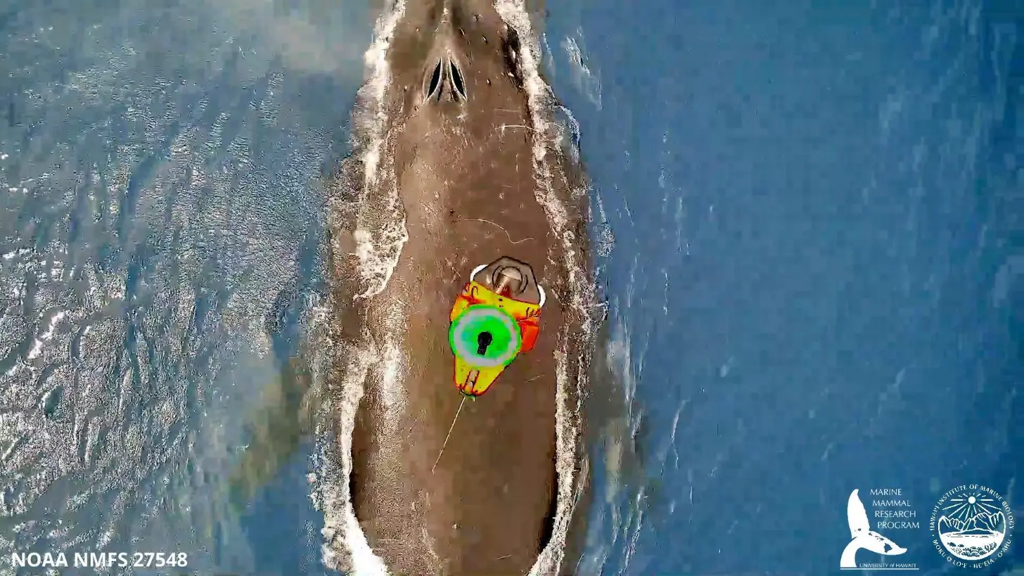 Aerial view of a large whale surfacing in ocean water, with a drone hovering over the humpback. NOAA NMFS 27548.