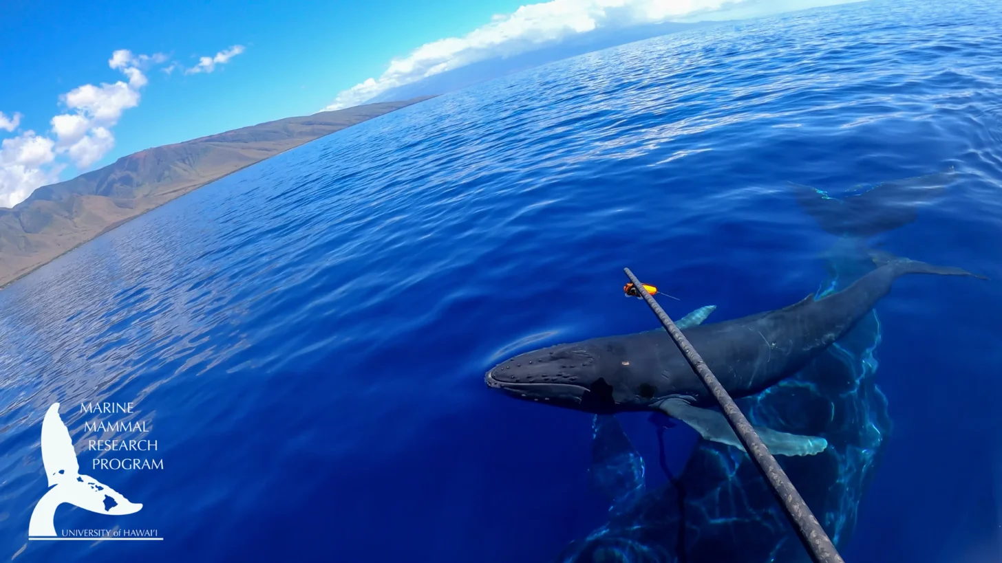 A large whale surfaces in deep blue ocean water near a volcanic island, with a research pole visible extending toward it. University of Hawaii Marine Mammal Research Program logo appears in lower left corner.