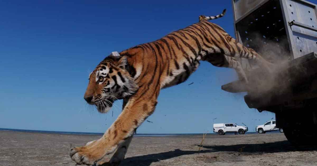 A tiger steps out of a crate and onto the road
