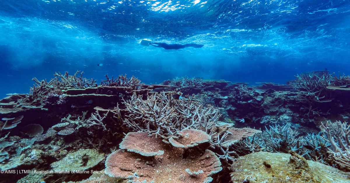 An underwater shot of the ocean featuring a person swimming near the top of the water and corals spread across the frame