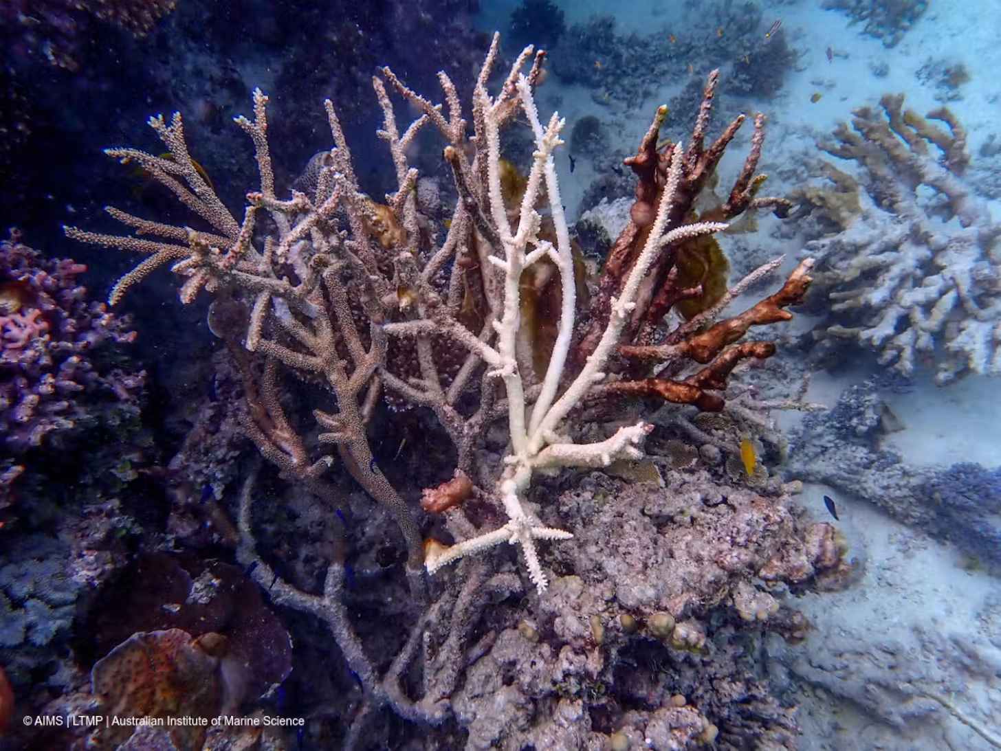 Low-level coral bleaching in the southern Great Barrier Reef. © AIMS | LTMP, CC BY-NC-ND