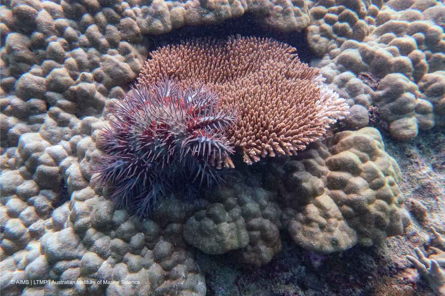 The predatory crown-of-thorns starfish feeds on coral. AIMS/LTMP, CC BY-NC-ND
