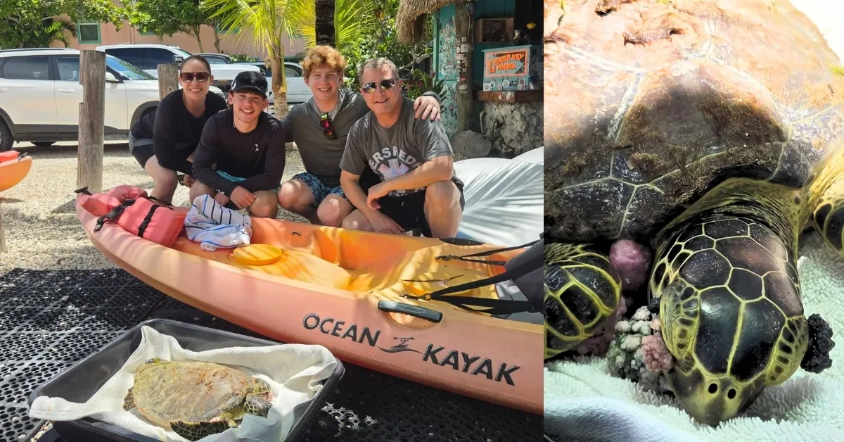 Four people crouch beside a pink and yellow ocean kayak on a paved area with parked cars visible in background. Right image: A sea turtle with a dark shell and yellow-outlined flippers rests on white fabric, with tumors on its eyes and flippers.