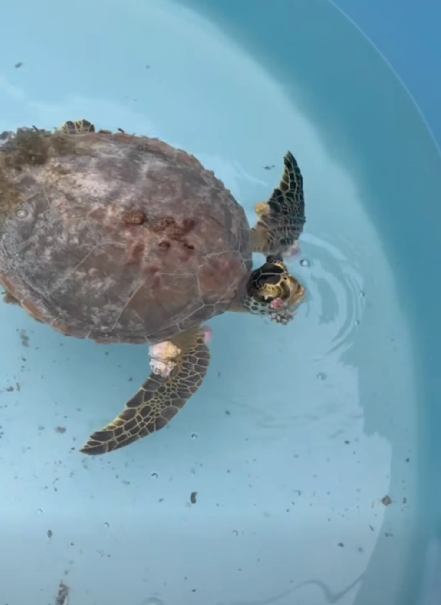A sea turtle swimming in clear blue water, viewed from above, with its flippers extended and head visible near the surface.