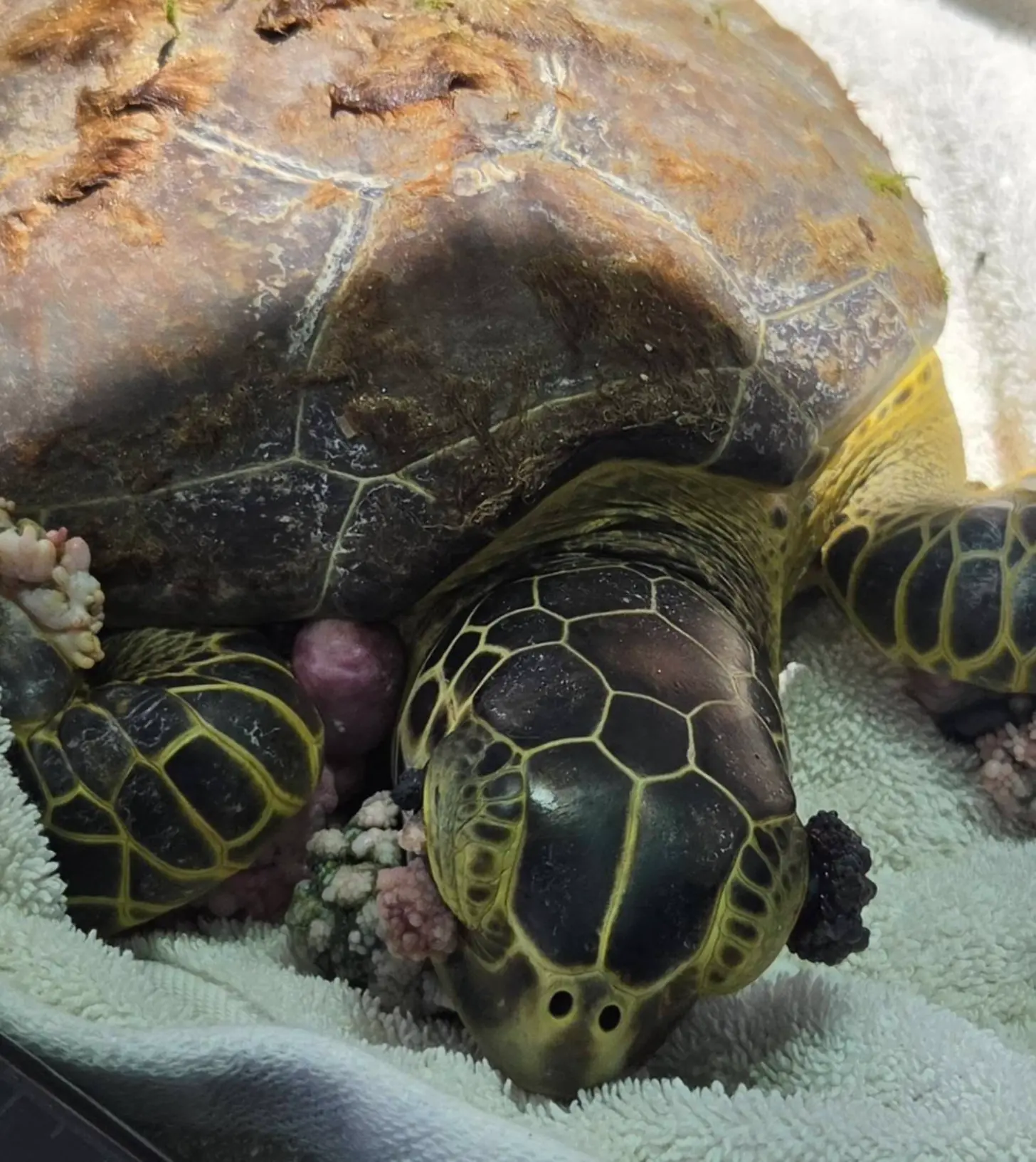 A sea turtle with a dark shell and yellow-outlined flippers rests on white fabric, with tumors on its eyes and flippers.