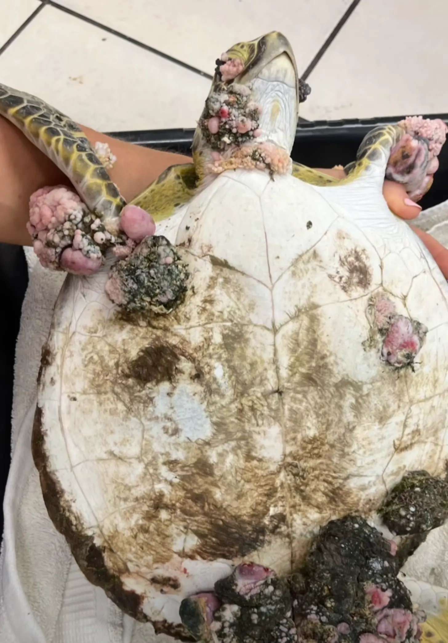 Two people hold a sea turtle belly up, its tumors evident across its shell, eyes, and flippers.