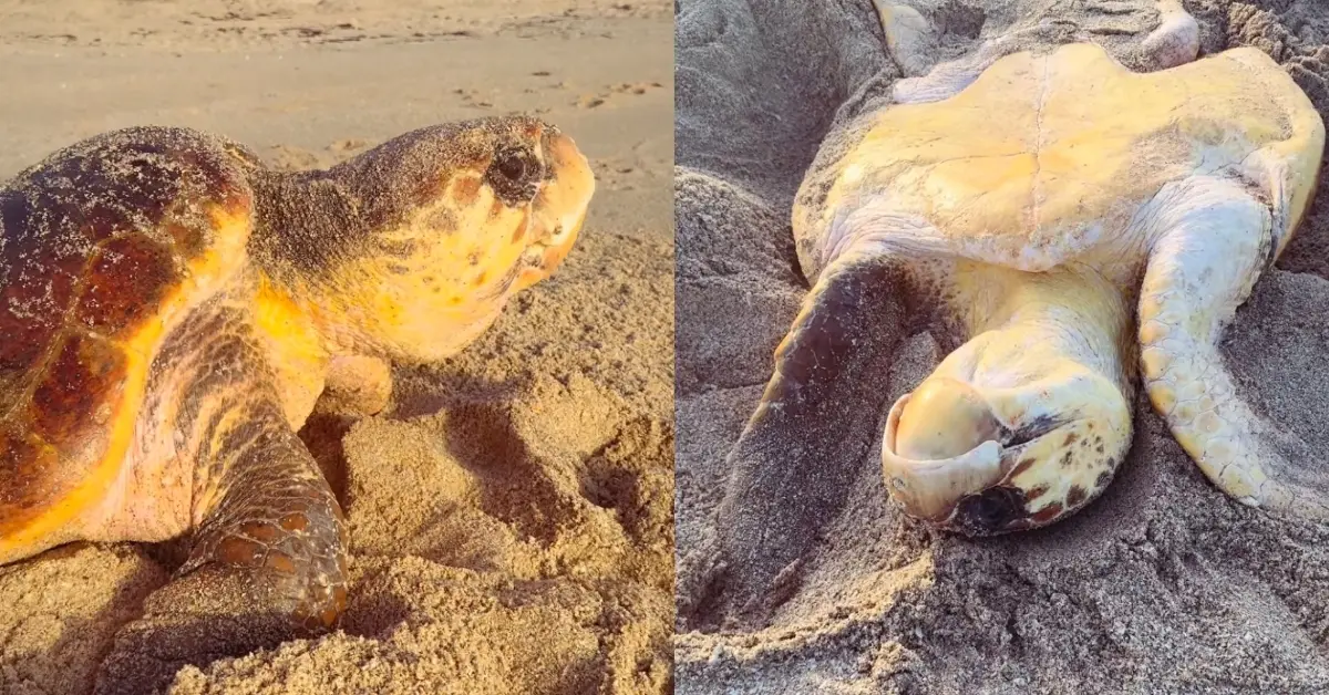 Two side-by-side images of a sea turtle on sand and dark rocks. Left image shows the sea turtle's full body covered in sand with yellow and reddish coloring. Right image shows a close-up of the sea turtle's claws and front legs on dark ground.