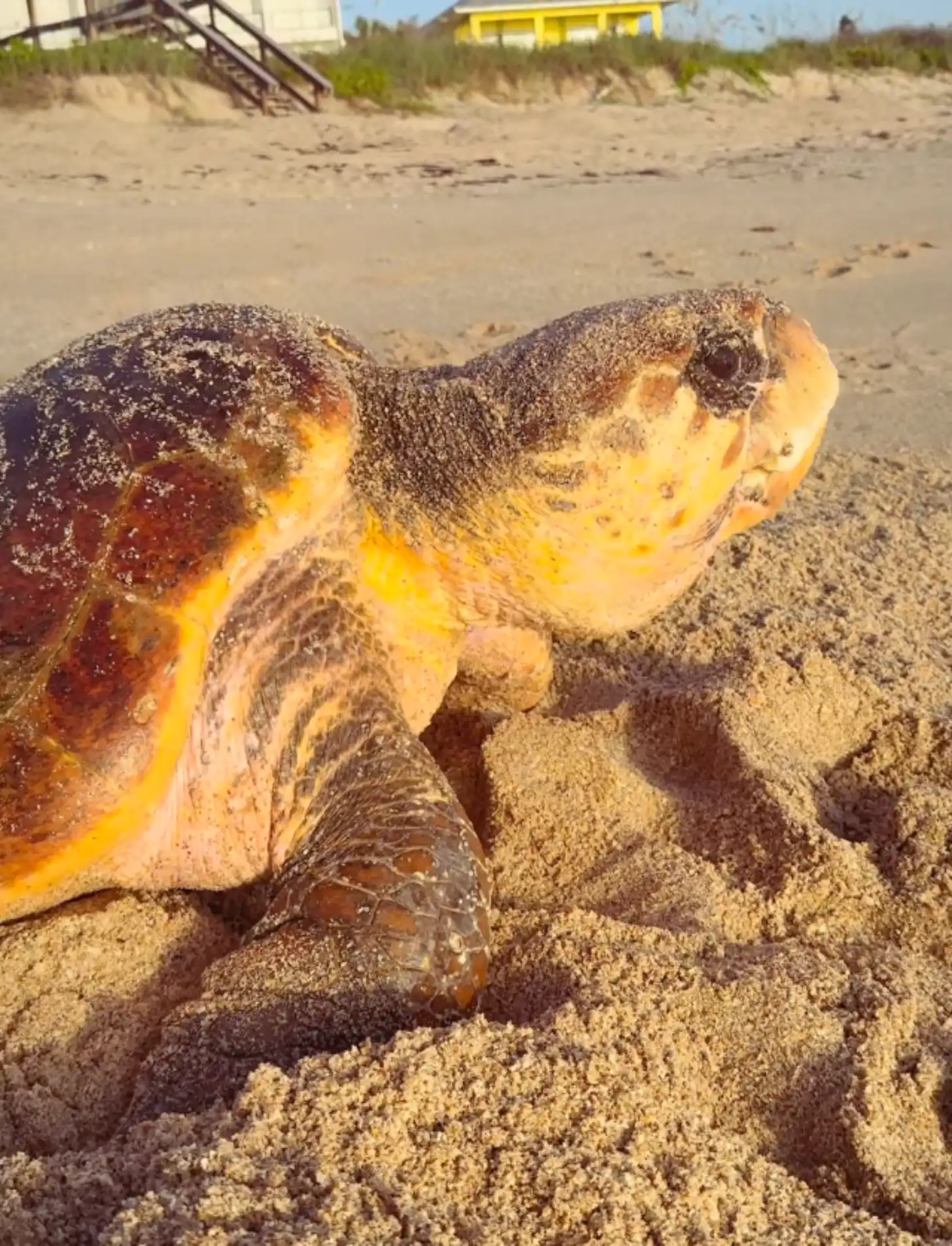A sea turtle covered in sand rests on a beach, with beach houses and dunes visible in the background.
