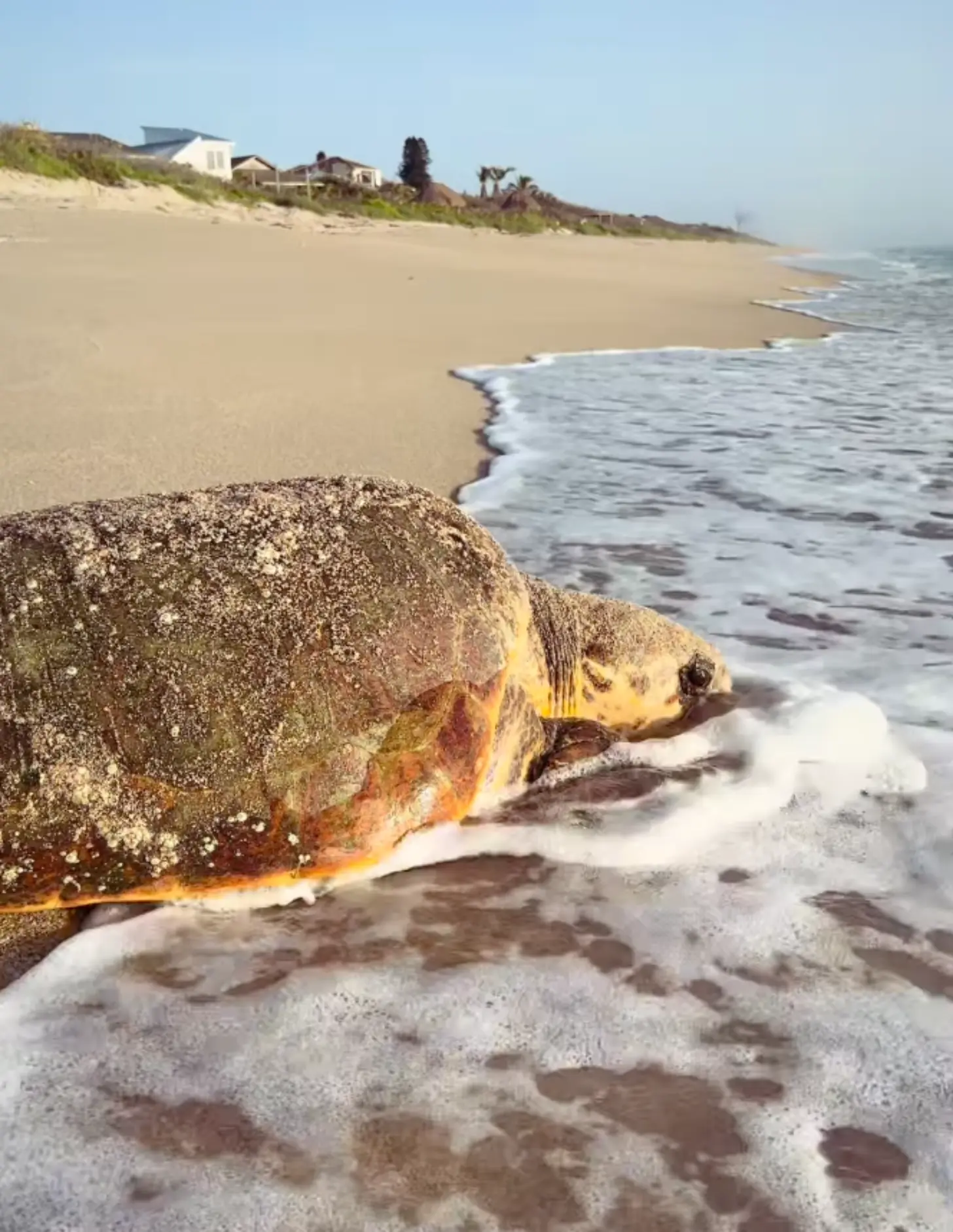 A sea turtle rests on wet sand at the water's edge of a beach, with houses and dunes visible in the background.
