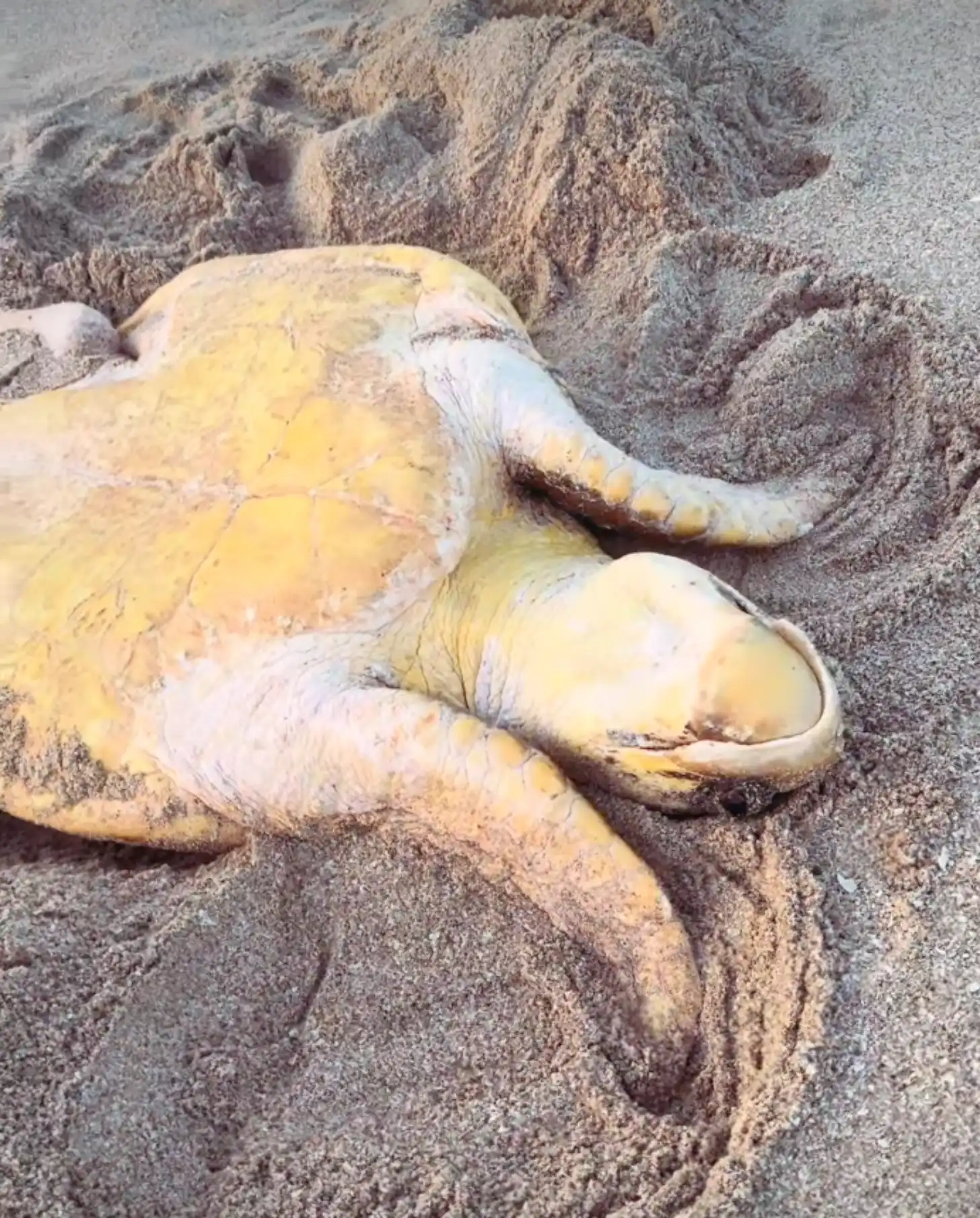 A sea turtle lies on a sandy beach with rippled sand patterns visible in the background.