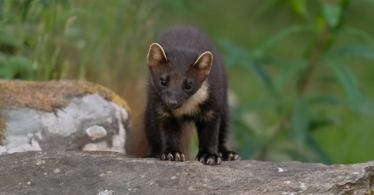 A small dark-furred mammal, a pine marten, with pointed ears and a pale chest marking stands on a rocky surface, looking toward the camera with green foliage blurred in the background.