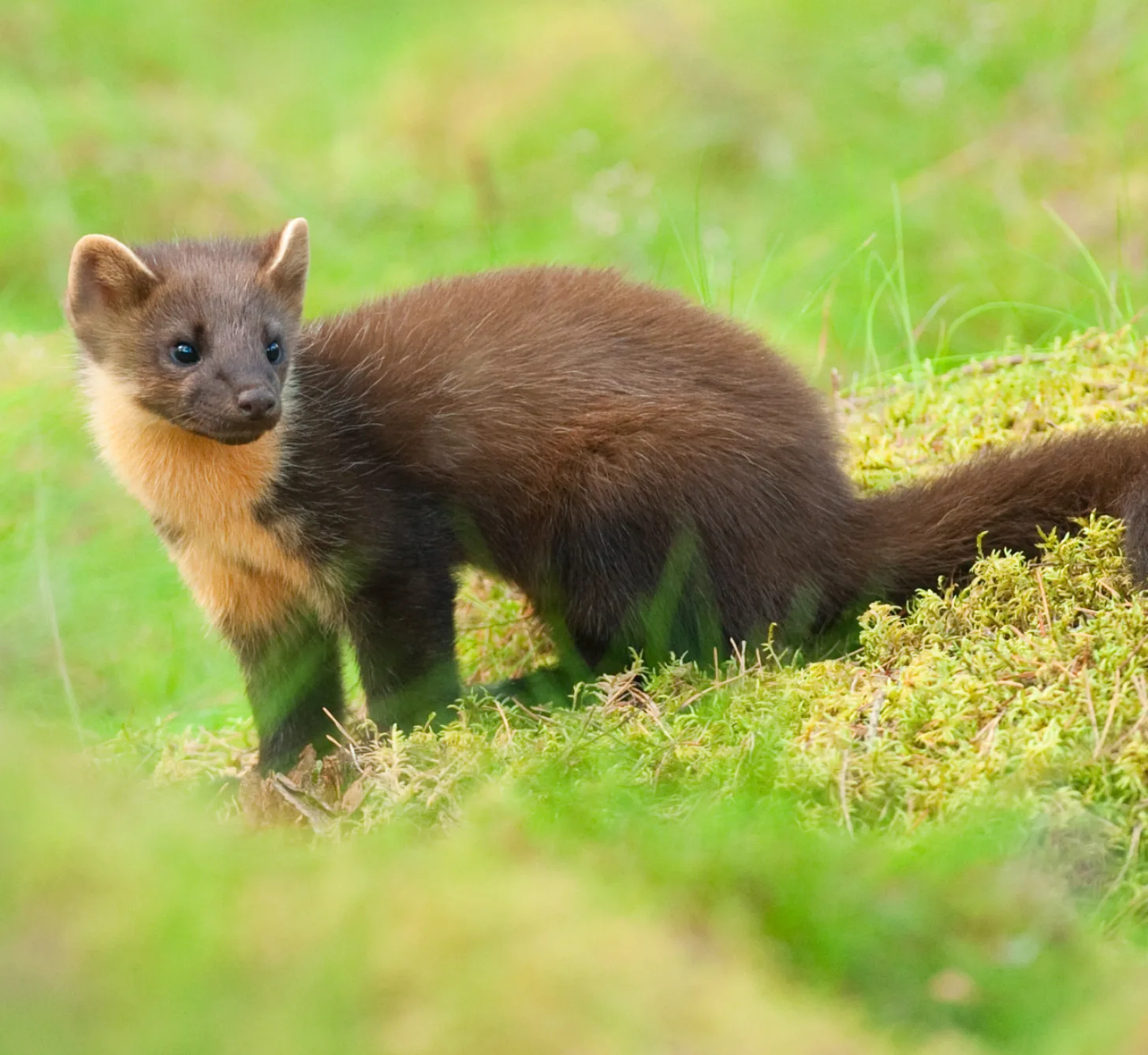 A small brown and tan pine marten with a dark face stands on moss-covered ground among green grass, looking toward the camera.
